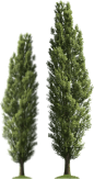 trees