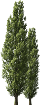 trees