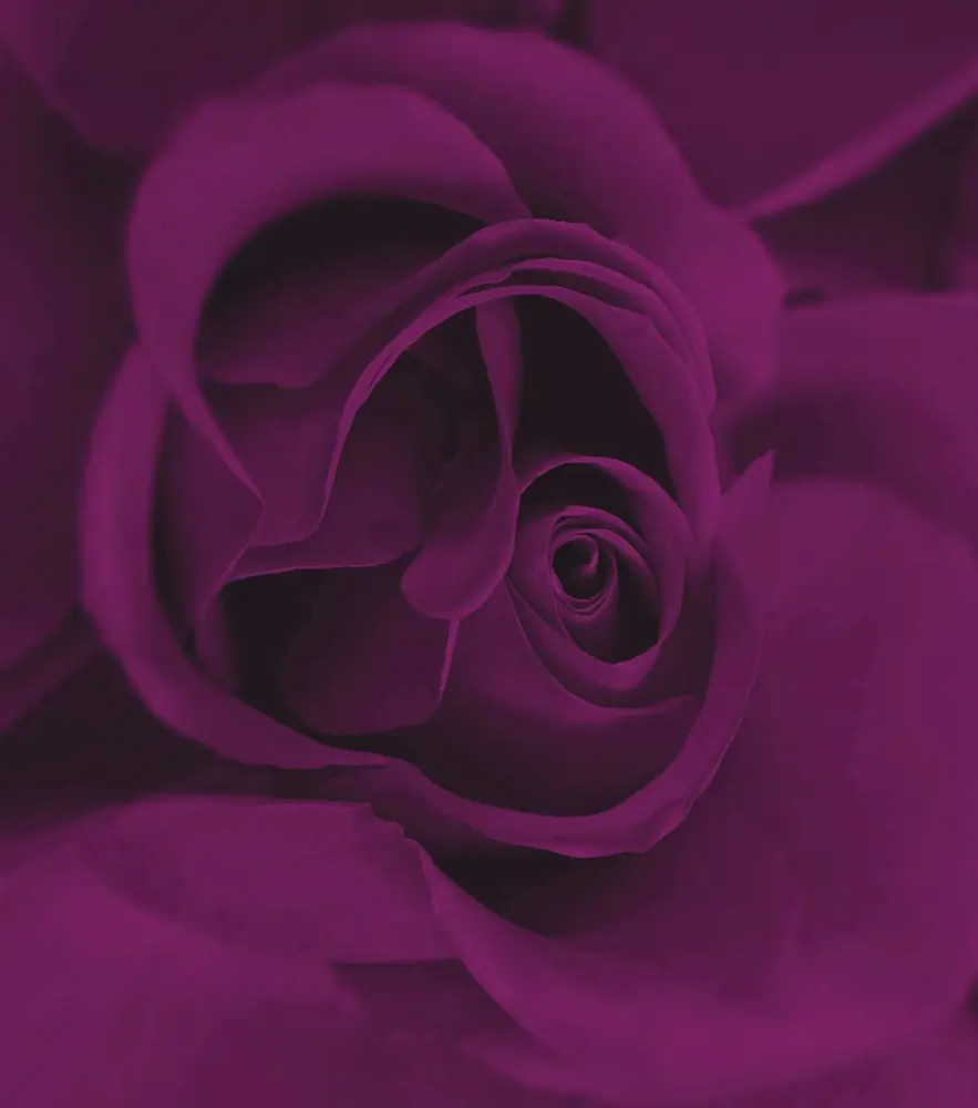 Closeup of a purple rose